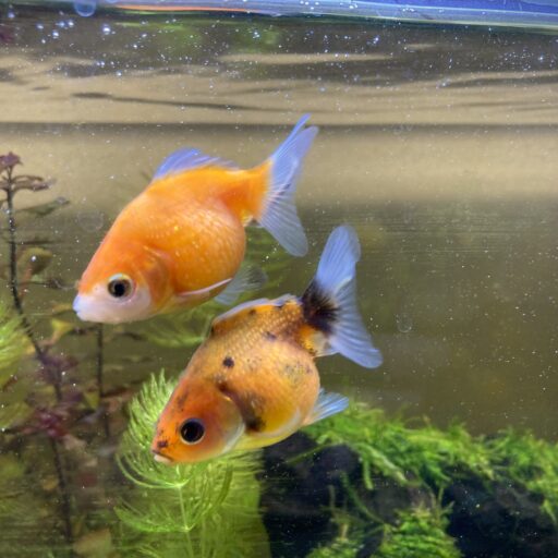 ピンポンパールという金魚2匹の飼育が始まりました | かわいい金魚ピンポンパール飼育日記