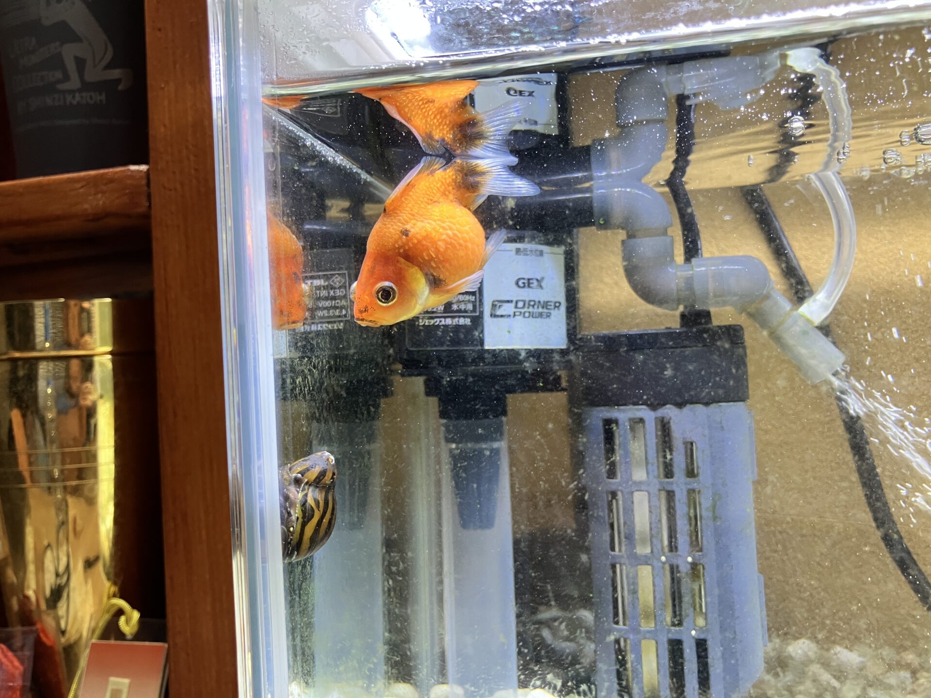 転覆 病 金魚